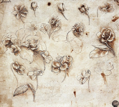 Leonardo - kwiaty.jpg